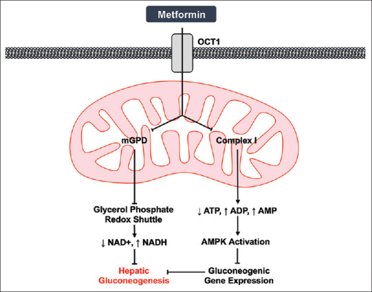 Metformin toxicity in the intensive care unit: A case series and review of the literature.