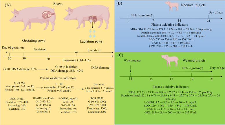 Accurate models and nutritional strategies for specific oxidative stress factors: Does the dose matter in swine production?