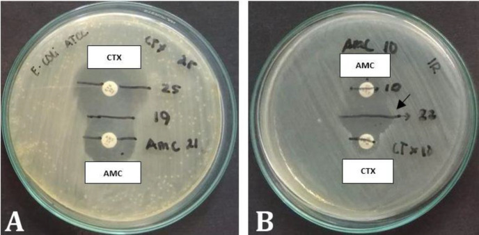 Molecular detection of the <i>beta-lactamase Cefotaxime</i> gene in <i>Escherichia coli</i> from the reproductive tract of Bali cattle with repeat breeder cases on Lombok island.