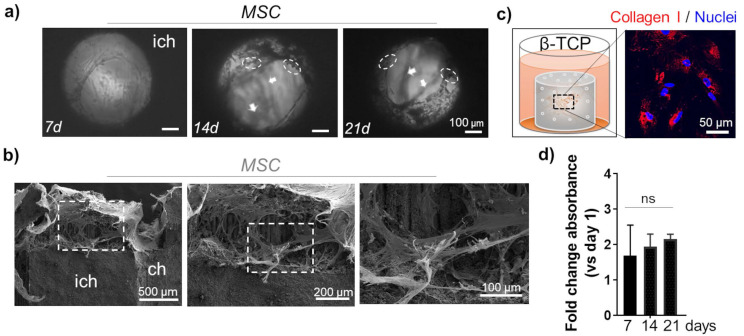 Three-dimensional in vitro model of bone metastases of neuroblastoma as a tool for pharmacological evaluations.