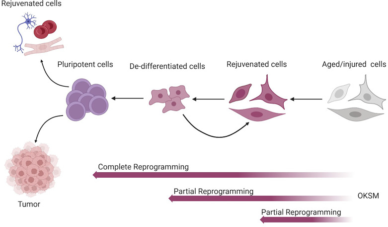 A Youthful Touch: Reversal of Aging Hallmarks by Cell Reprogramming.