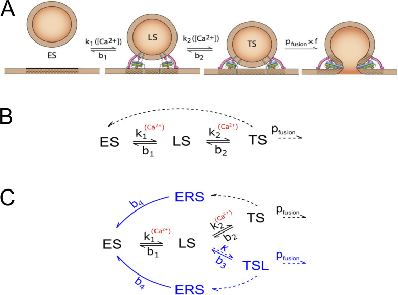 Interpretation of presynaptic phenotypes of synaptic plasticity in terms of a two-step priming process.