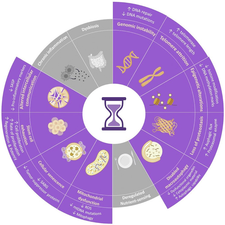 A Youthful Touch: Reversal of Aging Hallmarks by Cell Reprogramming.