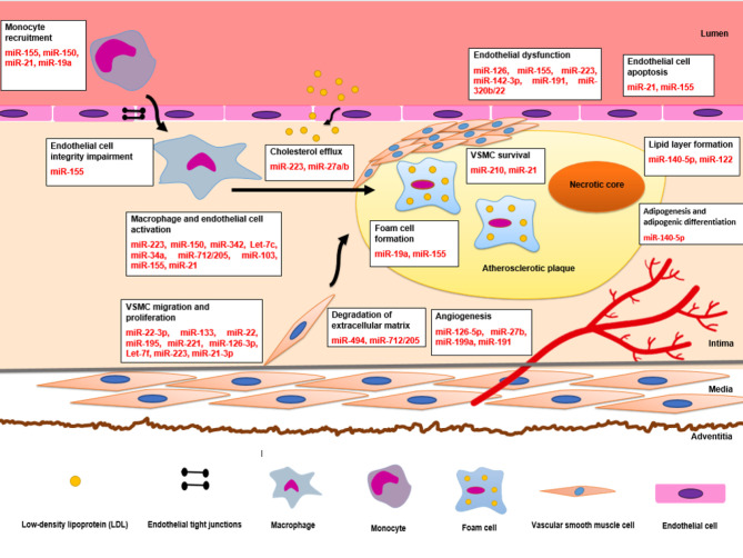 Platelet-enriched microRNAs as novel biomarkers in atherosclerotic and cardiovascular disease patients.