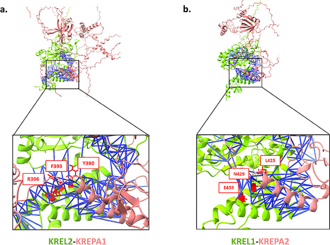 Prioritization of Trypanosoma brucei editosome protein interactions interfaces at residue resolution through proteome-scale network analysis.
