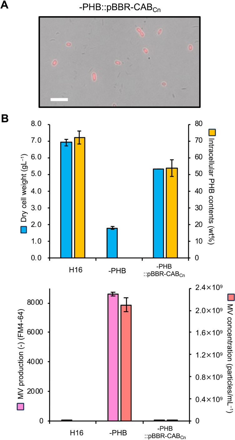 The Discovery of Membrane Vesicle Biogenesis in the Polyhydroxybutyrate-non-producing Mutant Strain of Cupriavidus necator H16.
