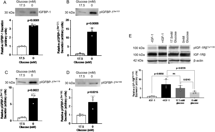 AMPK-mTORC1 pathway mediates hepatic IGFBP-1 phosphorylation in glucose deprivation: a potential molecular mechanism of hypoglycemia-induced impaired fetal growth.