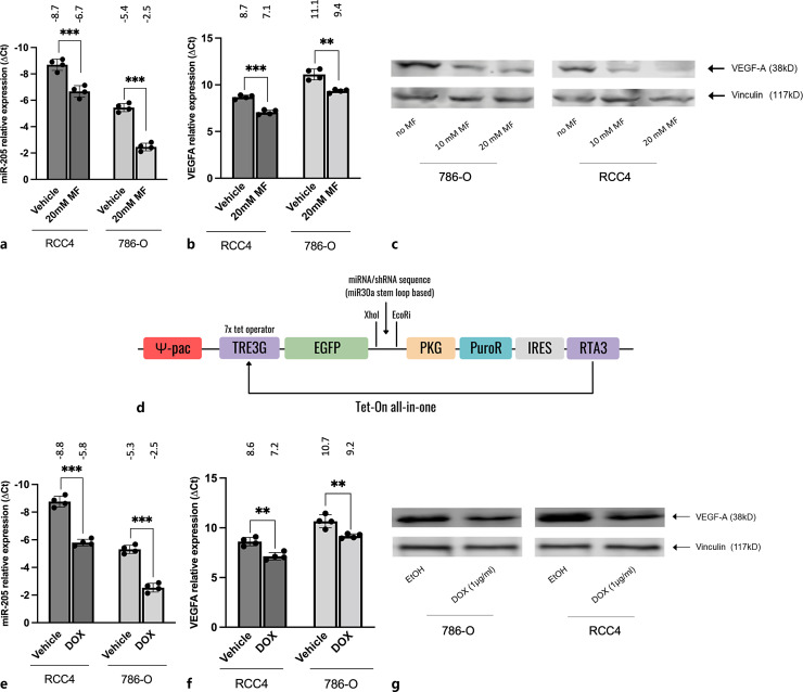 Metformin Regulates the miR-205/VEGFA Axis in Renal Cell Carcinoma Cells: Exploring a Clinical Synergism with Tyrosine Kinase Inhibitors.