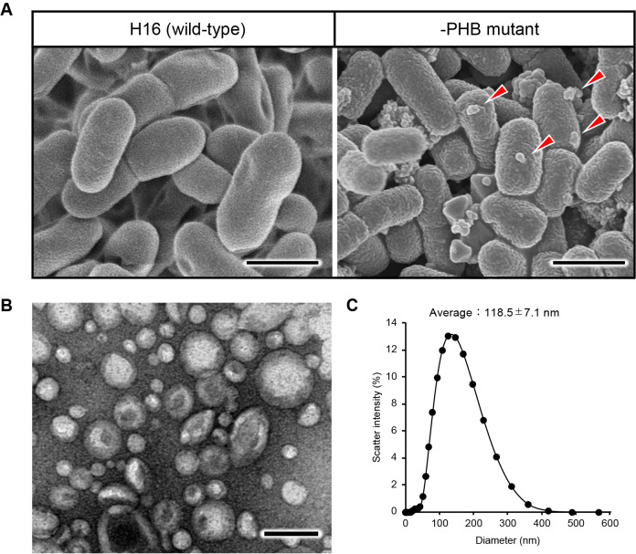 The Discovery of Membrane Vesicle Biogenesis in the Polyhydroxybutyrate-non-producing Mutant Strain of Cupriavidus necator H16.