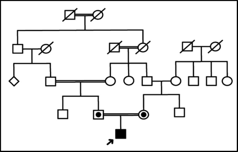 A Novel Deleterious MYO15A Gene Mutation Causes Nonsyndromic Hearing Loss.