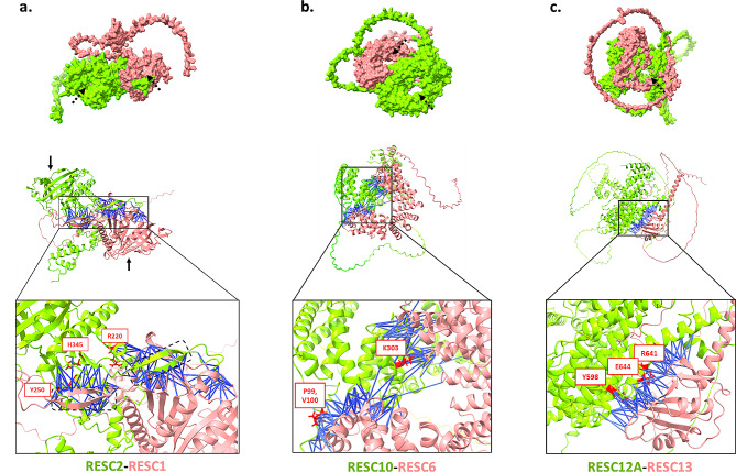 Prioritization of Trypanosoma brucei editosome protein interactions interfaces at residue resolution through proteome-scale network analysis.