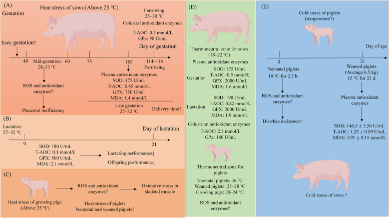 Accurate models and nutritional strategies for specific oxidative stress factors: Does the dose matter in swine production?