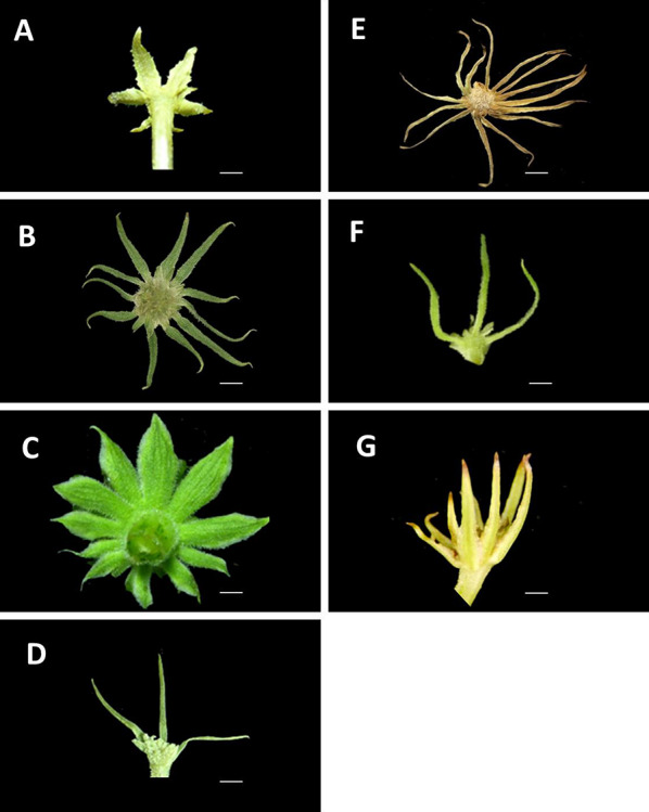 A taxonomic revision of the genus Angelica (Apiaceae) in Taiwan with a new species A. aliensis.