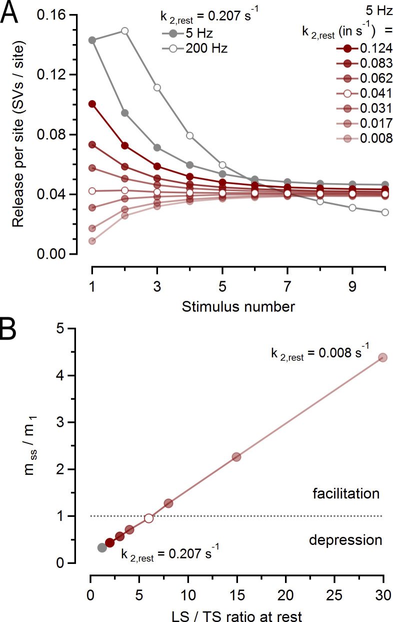 Interpretation of presynaptic phenotypes of synaptic plasticity in terms of a two-step priming process.