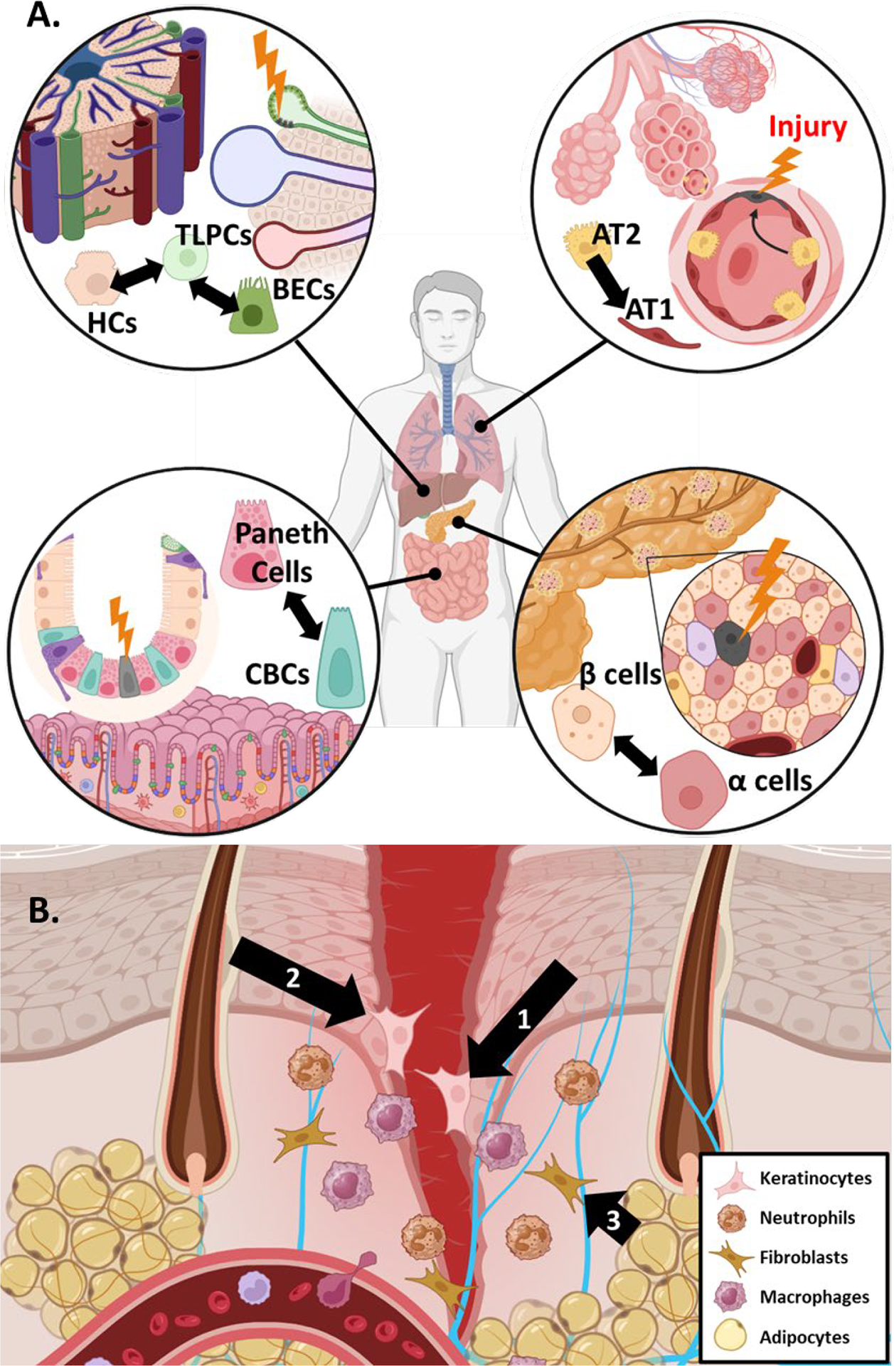 The molecular determinants of phenotypic plasticity in homeostasis and neoplasia.