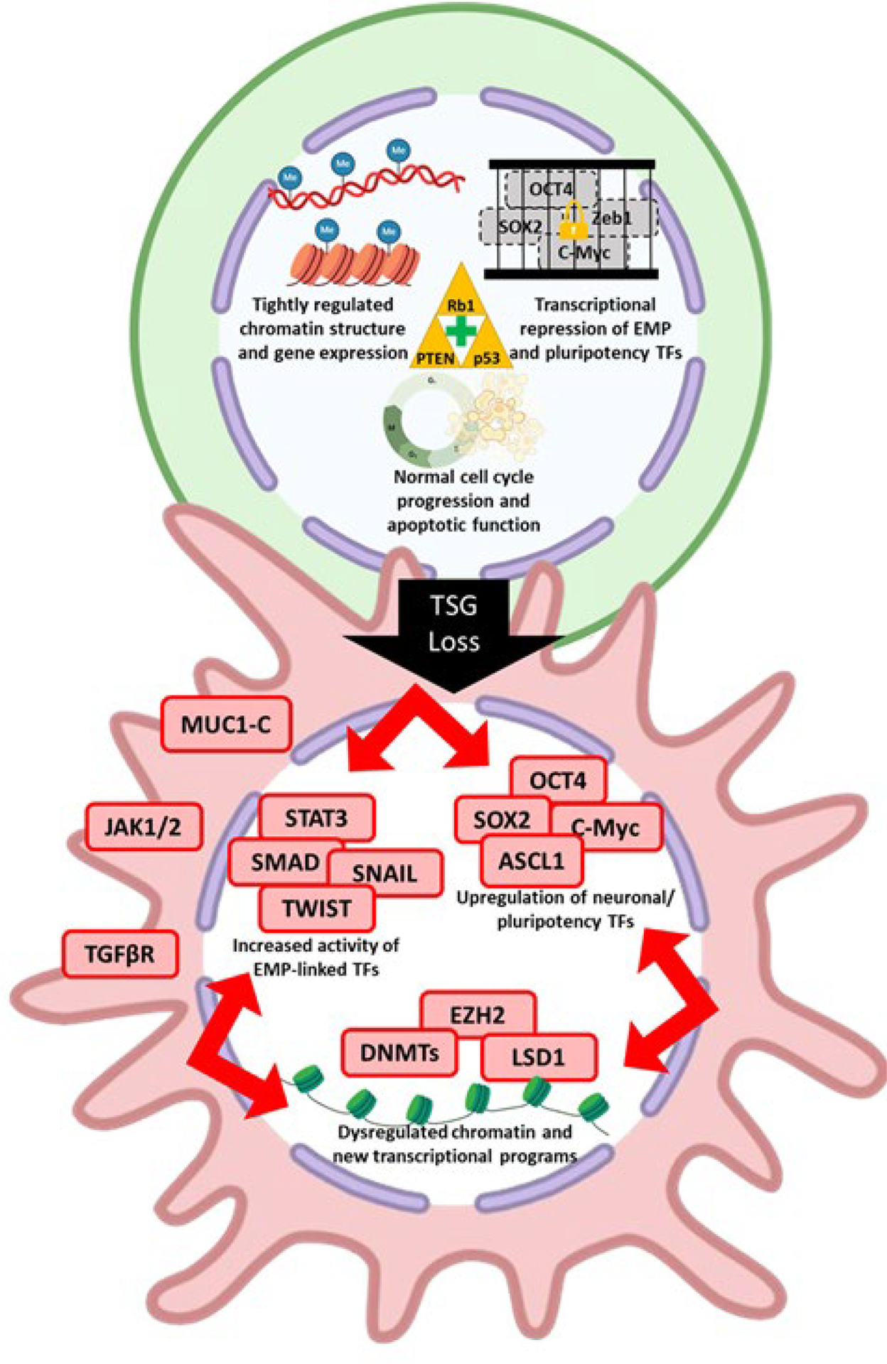 The molecular determinants of phenotypic plasticity in homeostasis and neoplasia.