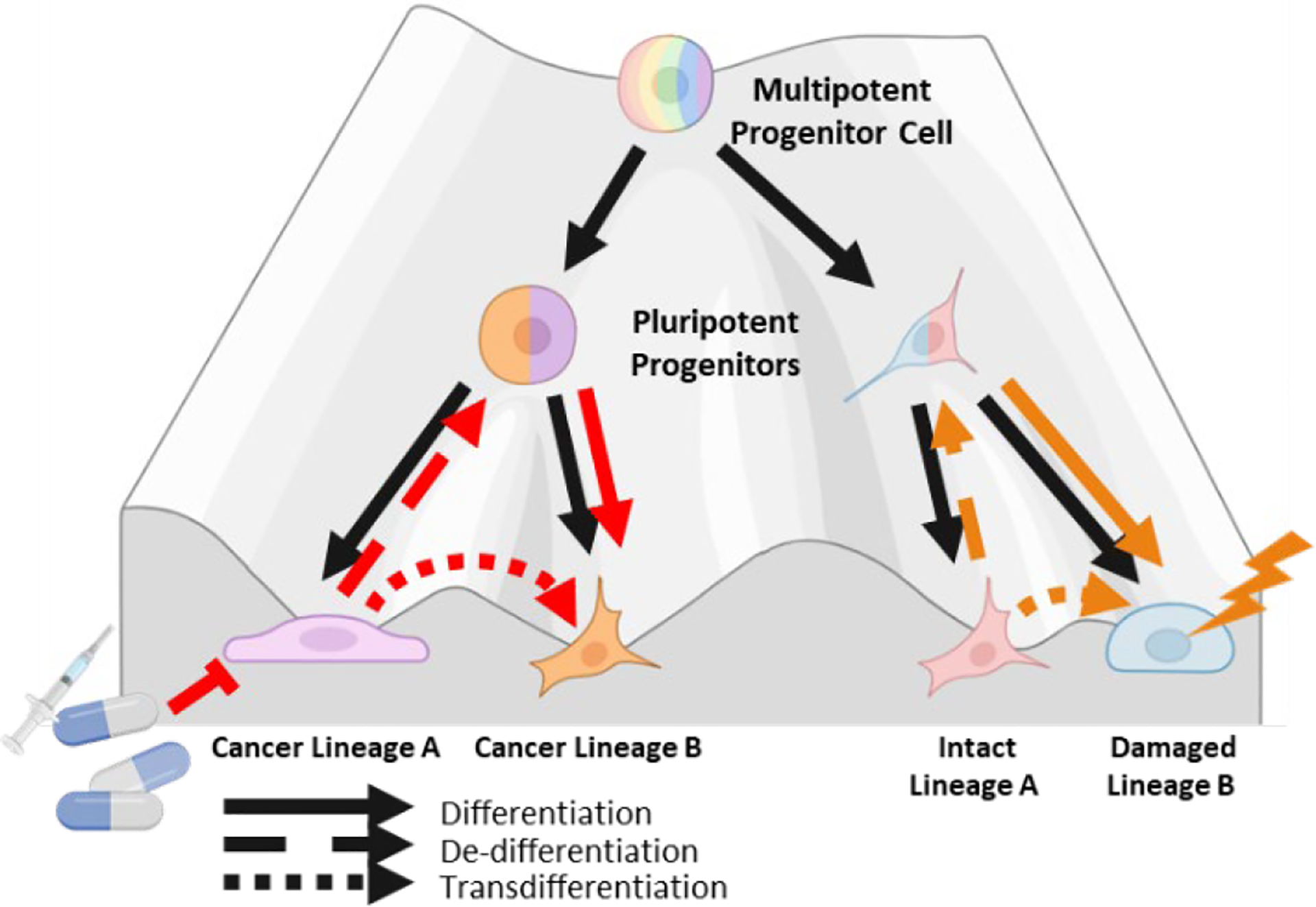 The molecular determinants of phenotypic plasticity in homeostasis and neoplasia.