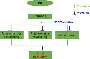 TRPV2 inhibitor tranilast prevents atrial fibrillation in rat models of pulmonary hypertension