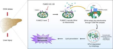 FUNDC1 interacts with GPx4 to govern hepatic ferroptosis and fibrotic injury through a mitophagy-dependent manner