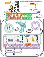 Recent research progress in glycosylphosphatidylinositol-anchored protein biosynthesis, chemical/chemoenzymatic synthesis, and interaction with the cell membrane