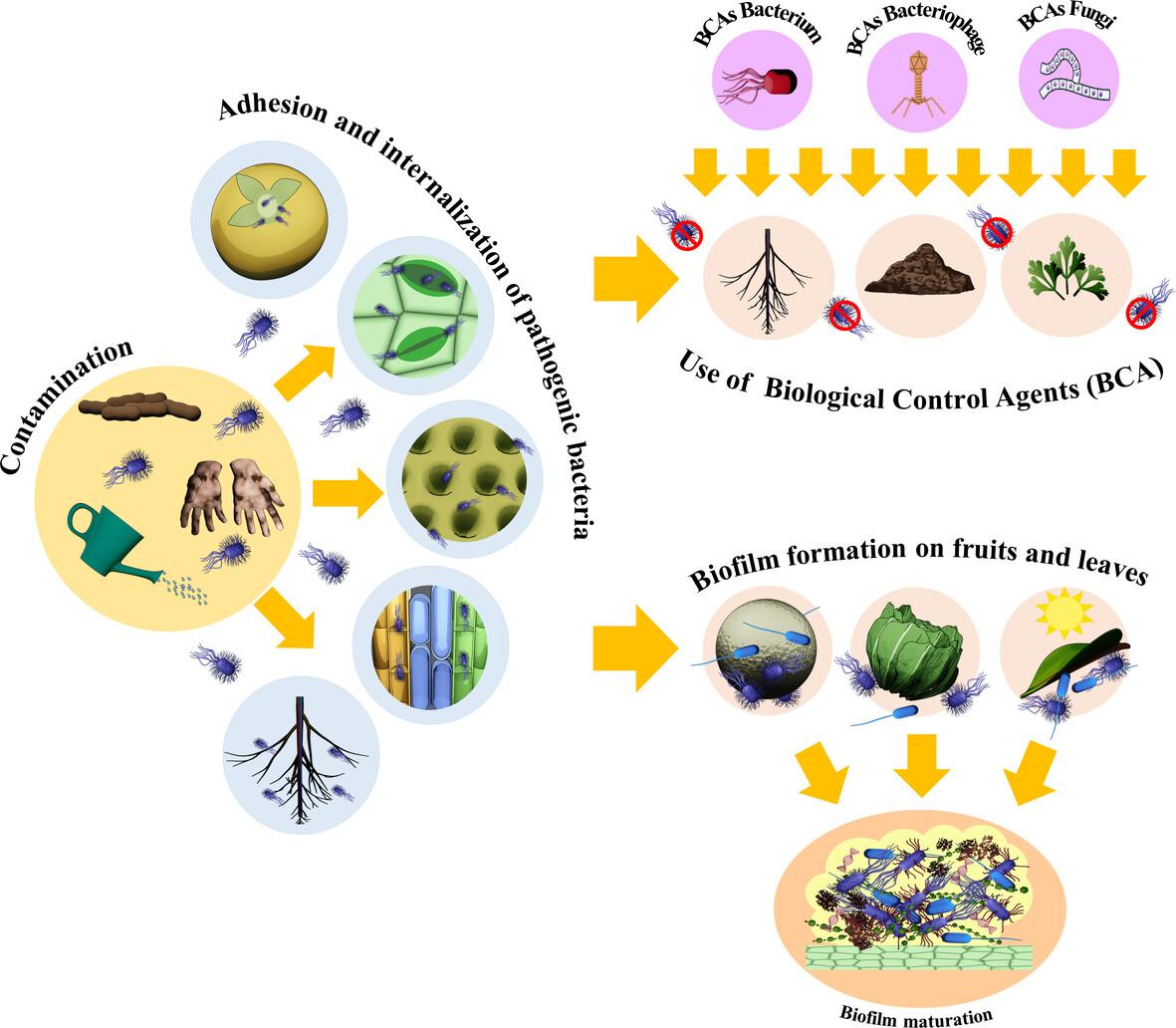 Adhesion to and survival of foodborne pathogens in produce and strategies for their biocontrol