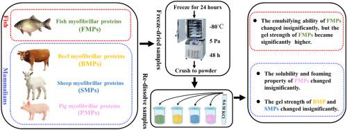 Uncovering the rheological properties basis for freeze drying treatment-induced improvement in the solubility of myofibrillar proteins