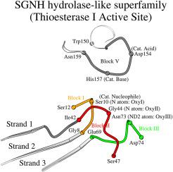 The active site of the SGNH hydrolase-like fold proteins: Nucleophile–oxyanion (Nuc-Oxy) and Acid–Base zones