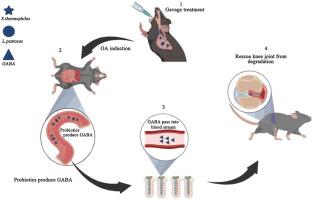 Gut-joint axis: Oral Probiotic ameliorates Osteoarthritis