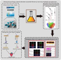 Zhilong Huoxue Tongyu capsule alleviates myocardial fibrosis by improving endothelial cell dysfunction