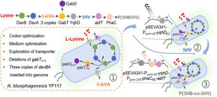 Metabolic engineering of Halomonas bluephagenesis for production of five carbon molecular chemicals derived from L-lysine