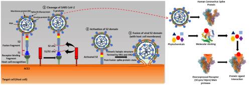 In silico anti-viral assessment of phytoconstituents in a traditional (Siddha Medicine) polyherbal formulation – Targeting Mpro and pan-coronavirus post-fusion Spike protein