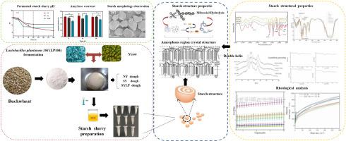 The influence of cooperative fermentation on the structure, crystallinity, and rheological properties of buckwheat starch