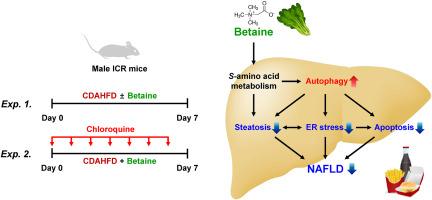 Role of autophagy in betaine-promoted hepatoprotection against non-alcoholic fatty liver disease in mice