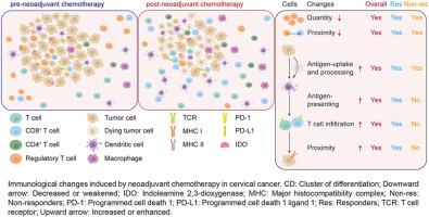 Reversal of the immunosuppressive tumor microenvironment via platinum-based neoadjuvant chemotherapy in cervical cancer