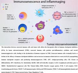 Impact of immunosenescence and inflammaging on the effects of immune checkpoint inhibitors