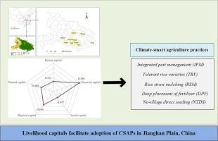 The impact of livelihood capitals on farmers’ adoption of climate-smart agriculture practices: Evidence from rice production in the Jianghan Plain, China