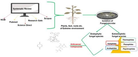 Novel fungal diversity: A new prospect for the commercial production of future anti-cancer compounds