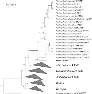 Description of Nesterenkonia aerolata sp. nov., an actinobacterium isolated from air of manufacturing shop in a pharmaceutical factory