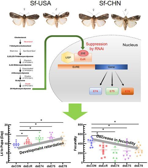 Different development and fecundity between Spodoptera frugiperda USA and China populations, influenced by ecdysone-related genes