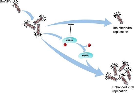 K64 acetylation of heat shock protein 90 suppresses nucleopolyhedrovirus replication in Bombyx mori