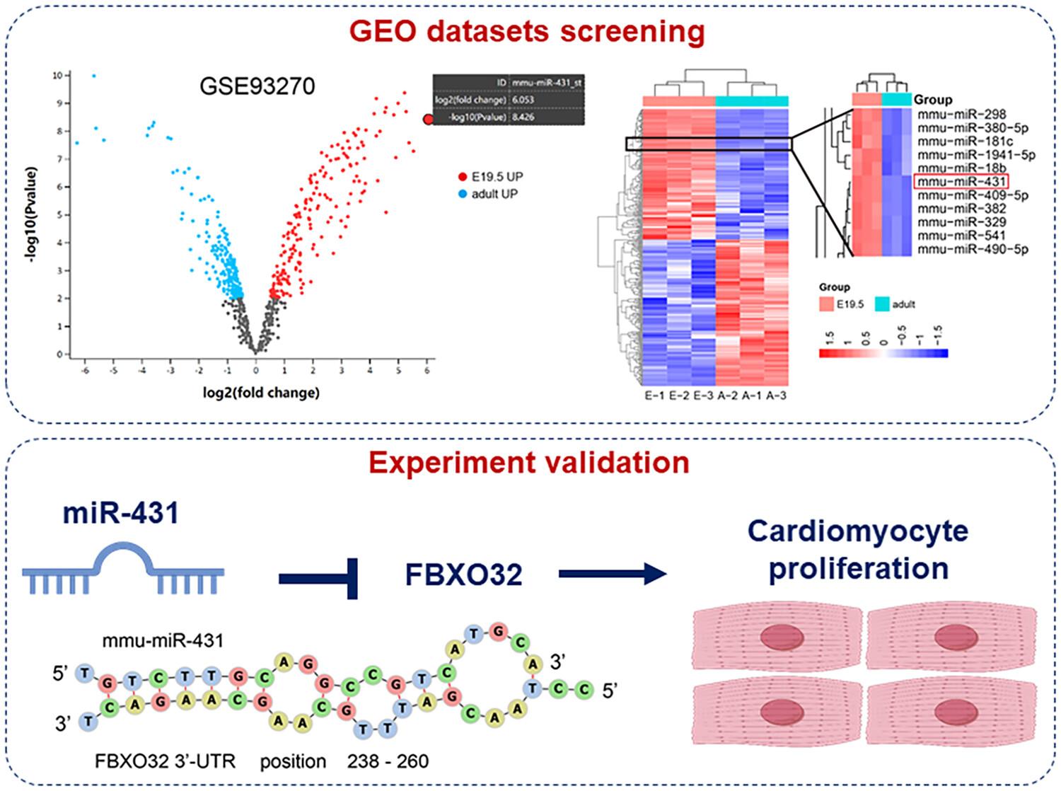 MiR-431 promotes cardiomyocyte proliferation by targeting FBXO32 expression