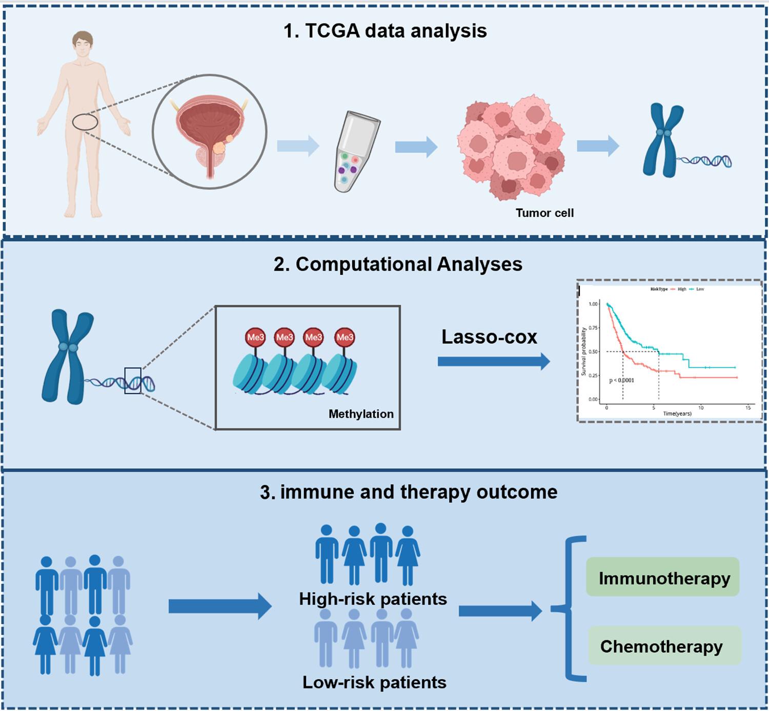 Exploration of the prognostic effect of costimulatory genes in bladder cancer