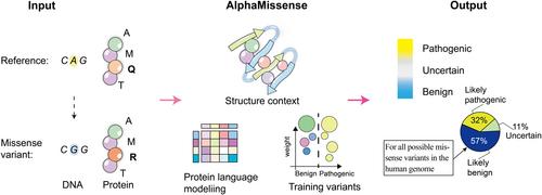 AlphaMissense, a groundbreaking advancement in artificial intelligence for predicting the effects of missense variants