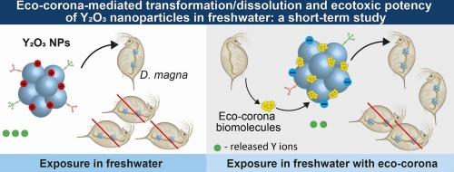 Eco-corona-mediated transformation of nano-sized Y2O3 in simulated freshwater: A short-term study