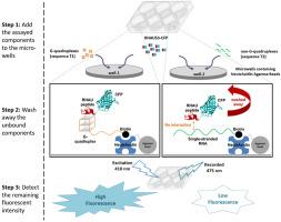 Specific binding of G-quadruplex in SARS-CoV-2 RNA by RHAU peptide