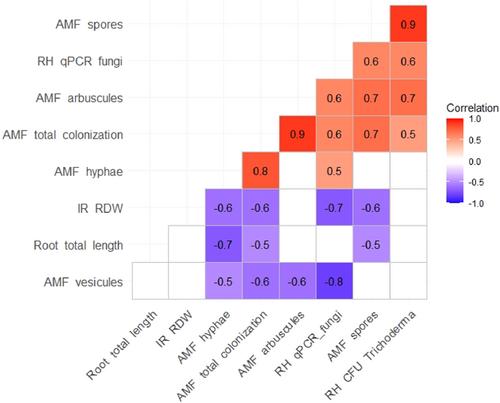 Alone as effective as together: AMF and Trichoderma inoculation boost maize performance but differentially shape soil and rhizosphere microbiota