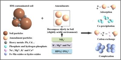 Comparing struvite, K-struvite and hydroxyapatite for the remediation of lead and cadmium contaminated soil