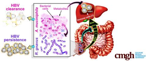 Antagonism Between Gut Ruminococcus gnavus and Akkermansia muciniphila Modulates the Progression of Chronic Hepatitis B