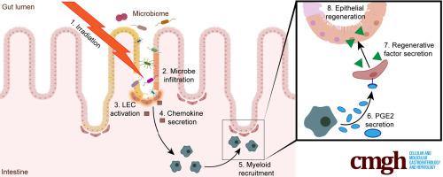 Microbial-Dependent Recruitment of Immature Myeloid Cells Promotes Intestinal Regeneration