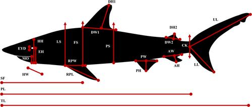 Ontogenetic shifts in body form in the bull shark Carcharhinus leucas